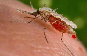 Moradores do Conde, PB, devem evitar doações de sangue por um mês após casos de malária, diz SES