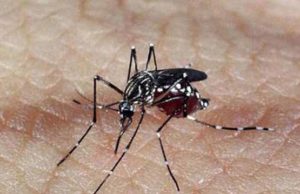 Dengue: Ministério da Saúde lança centro de operações e plano de contingência