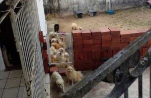Mais de 30 cachorros são resgatados de canil clandestino em João Pessoa