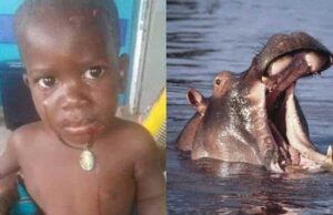 Em Uganda, bebê é engolido por hipopótamo mas sobrevive ao ser cuspido
