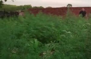 Polícia Civil desmata plantação de maconha no Sertão da Paraíba