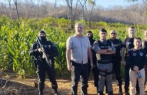 Operação entre Polícias destrói mais de 60 mil pés de maconha, no sertão da Paraíba